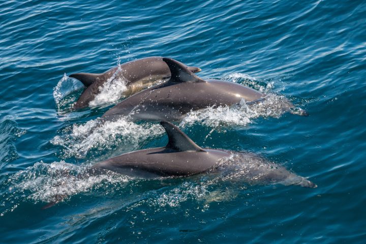 a dolphin swimming in a body of water